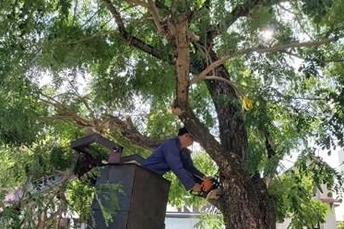 Gia cố cây xanh trước mùa mưa bão