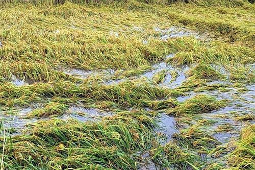 Bạc Liêu: Hơn 8.000ha lúa bị ảnh hưởng bão số 3