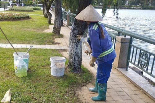 Lào Cai: Tăng cường quản lý cây xanh tại các đô thị trên địa bàn tỉnh