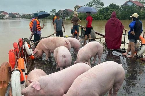 Hà Nội: Người dân chật vật, chạy đua với cơn lũ lịch sử tại huyện Sóc Sơn