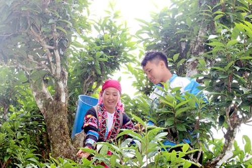 Bí quyết tăng giá nông sản cho HTX từ chiến lược tạo sản phẩm 'hiếm'