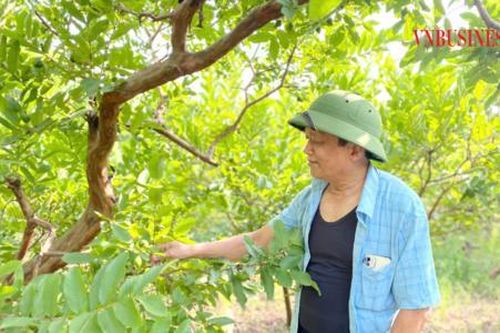 Nông dân Đông Dư trồng ổi ngon, rau gia vị sạch bán quanh năm, ngày càng khấm khá