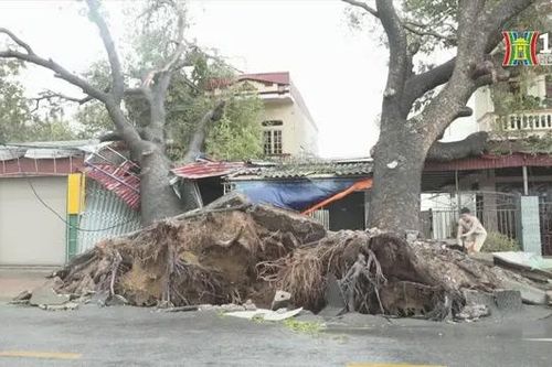 Thiệt hại do bão lũ tại khu vực đồng bằng Bắc Bộ