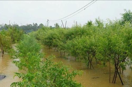 Làng tôi chạy lũ