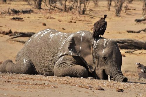 Zimbabwe ra lệnh giết 200 con voi và sấy khô thịt