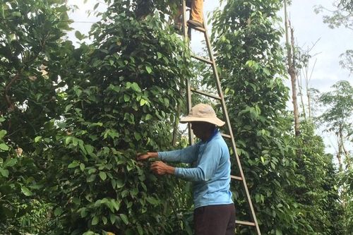 Giá tiêu hôm nay 14/9: tăng 1.000 đồng/kg, không quốc gia nào giảm trong tuần