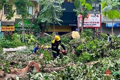 Tìm cách cứu cây xanh gãy, đổ