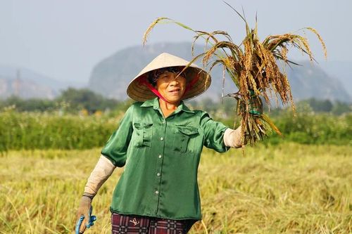 Thanh Hóa: Nông dân hối hả thu hoạch lúa sau mưa bão