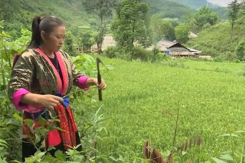 Giữ nghề làm giấy trên cao nguyên Tủa Chùa