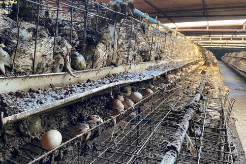 Hà Nội: Hơn 80.000 con gà của người dân bị nhấn chìm trong nước lũ