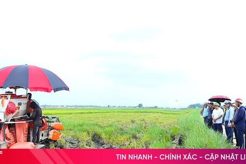 Lúa sử dụng phân hữu cơ cho hiệu quả tốt trên đồng ruộng TP Hà Tĩnh