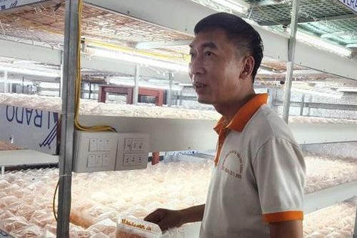 Ông nông dân trồng loại cây 'quý như vàng', nhẹ nhàng thu 10 tỷ đồng/năm