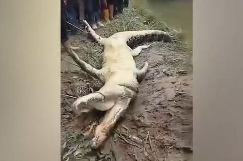 Clip: Đi kéo lưới trên sông, người đàn ông bị cá sấu đoạt mạng