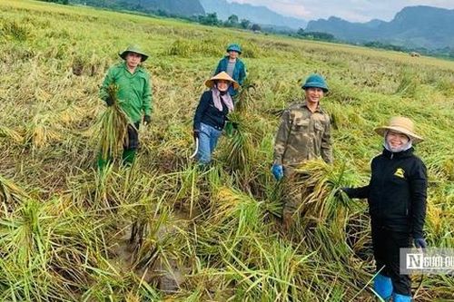 Tuyên Quang: Thầy cô lội ruộng gặt lúa, hỗ trợ khắc phục hậu quả sau bão số 3