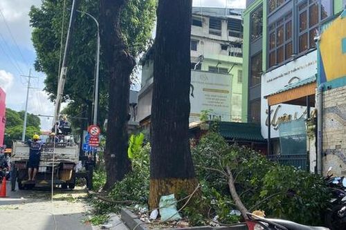 Diện mạo mới của hàng loạt cây xanh sau khi được cắt tỉa ở Tp.HCM