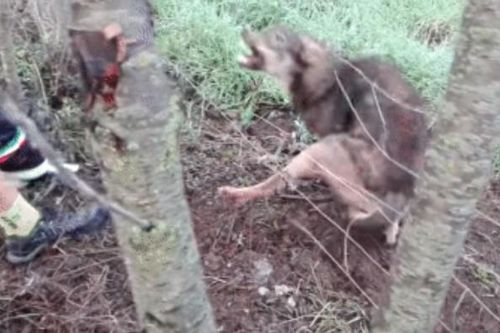 CLIP: Giải cứu sói hoang mắc kẹt, người đàn ông nhận cái kết thót tim