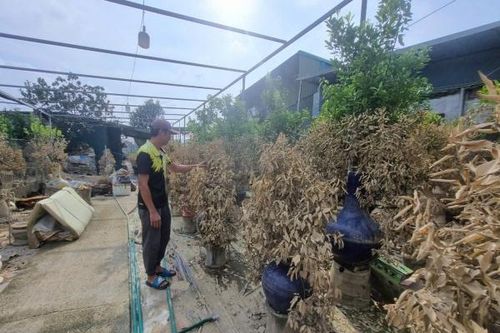 Hà Nội: Nước sông Hồng rút, lộ cảnh tan hoang vườn quất Tứ Liên