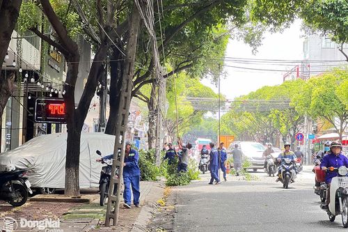 Đảm bảo an toàn cây xanh mùa mưa, bão: Cần giải pháp căn cơ