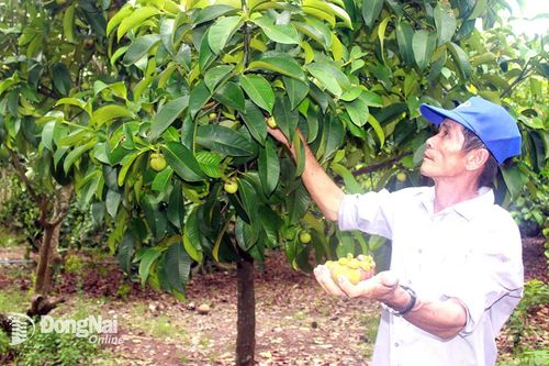 Đầu tư phát triển giống cây trồng chất lượng cao