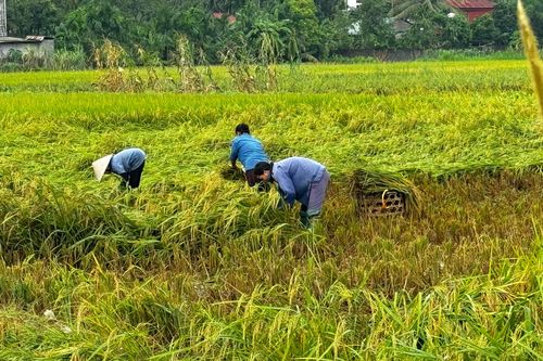 Tam Nông khẩn trương khôi phục sản xuất sau mưa lũ