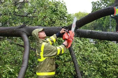 Thu dọn cây xanh gãy, đổ tại các quận xong trước 20/9