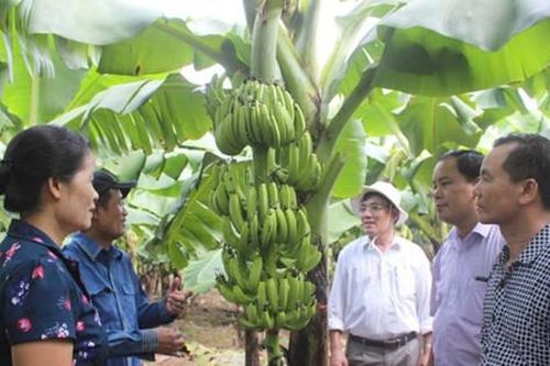 Chuỗi liên kết chuối Vân Nam