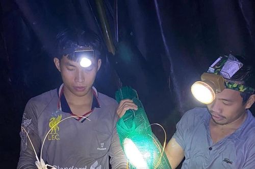 Săn tôm càng xanh dưới rừng dừa