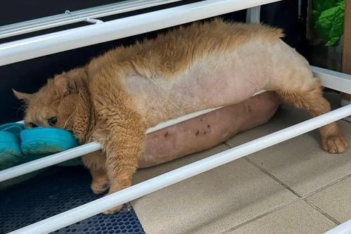 Con mèo gây sốt mạng xã hội vì cố trốn khỏi trung tâm giảm béo