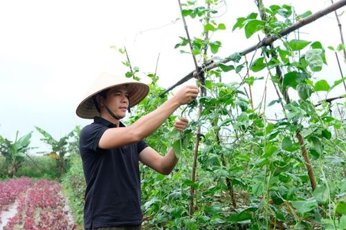 Huyện Phúc Thọ: dồn sức sản xuất cây vụ Đông, không để ruộng đồng bỏ hoang