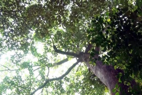 Ngẫm ngợi cuối tuần: Nhớ rừng