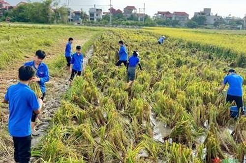 Thanh niên Thủ đô khắc phục hậu quả bão lũ