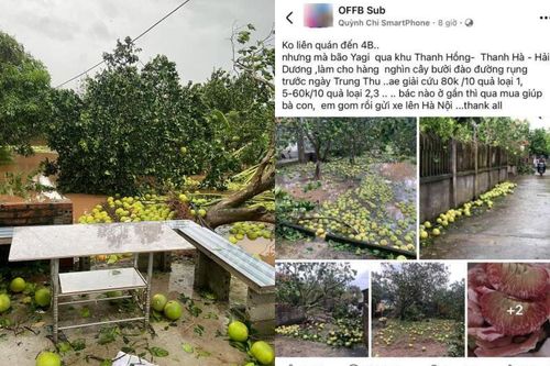 Netizen kêu gọi giải cứu nông sản giúp đồng bào lũ lụt