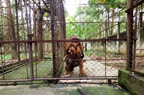 Cá thể hổ nuôi nặng 200kg ở Thanh Hóa bị chết