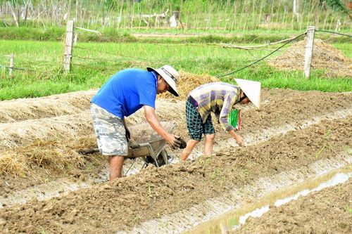 Đến giữa tháng 9, Nghệ An đã gieo trồng gần 5.000 ha cây vụ đông