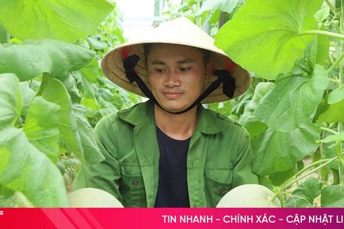 Dưa lưới VietGAP Thạch Lạc vào vụ thu hoạch