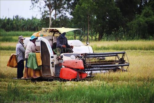 Thu hoạch dứt điểm lúa Hè Thu để tránh thời tiết bất lợi