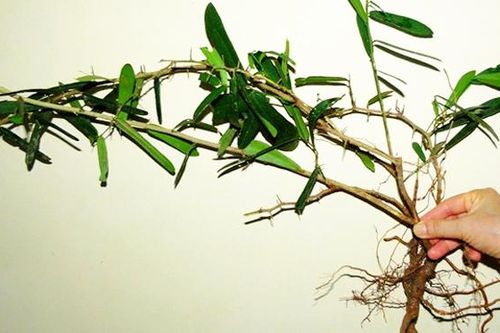 Tiềm năng phát triển cây dược liệu xáo tam phân
