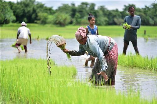 Ấn Độ điều chỉnh chính sách xuất khẩu nông sản
