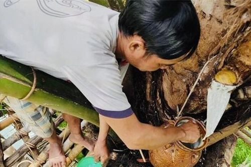 Loại rượu được mệnh danh 'đệ nhất tửu giữa rừng' Việt Nam: Chảy ra từ ngọn cây là thức uống quý giá