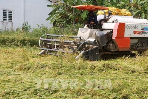 Giao dịch xuất khẩu gạo chậm