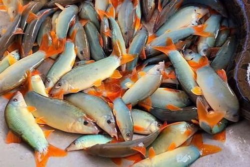 Loại cá xưa đầy giờ thành đặc sản hiếm, chỉ có trong nhà hàng cao cấp, 800.000 đồng/kg