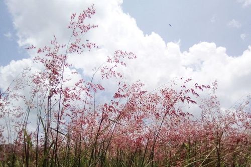 Khúc hoan ca của cỏ dại