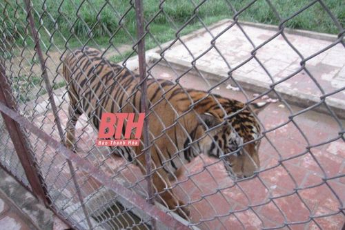 Một cá thể hổ nuôi tại cơ sở nuôi xã Xuân Tín bị chết