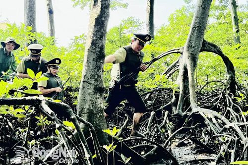 Lội bùn, len lỏi tuần tra bảo vệ rừng ngập mặn độc đáo nhất Đồng Nai