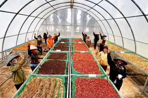 Nâng tầm giá trị hạt cà phê
