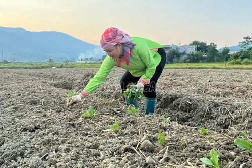 Mở rộng diện tích cây vụ đông thêm 2.500 ha