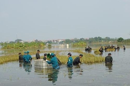 Học viên CAND tích cực tham gia dọn dẹp đường phố và giúp dân gặt lúa