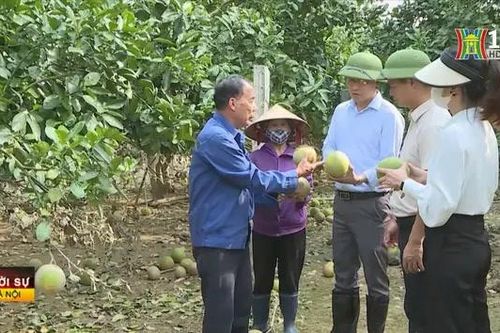 Phúc Thọ tập trung phục hồi, phát triển kinh tế sau bão