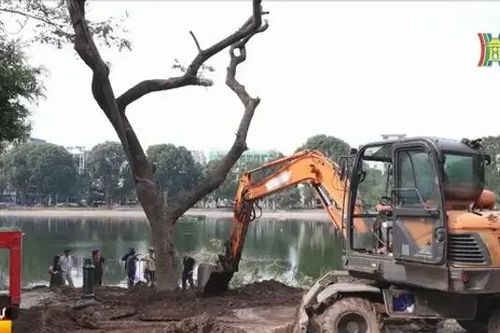 Hà Nội nỗ lực cứu hơn 3.000 cây xanh gãy đổ