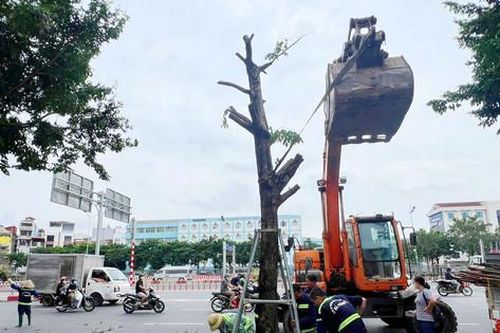 Cây xanh tại Hà Nội - Nhìn lại sau bão số 3:Lựa chọn cây đô thị phù hợp